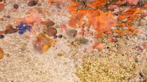 Fête de la musique créole à Rémire-Montjoly, concerts et animations festives