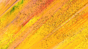 Fête de la Saint-Pierre à Sète, célébration des pêcheurs avec défilés et concerts